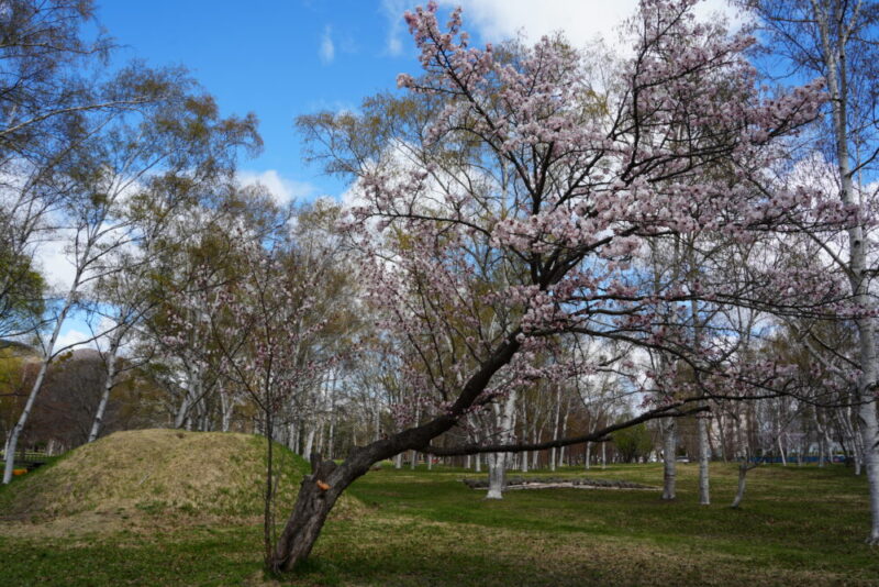 真駒内公園 桜開花状況2026