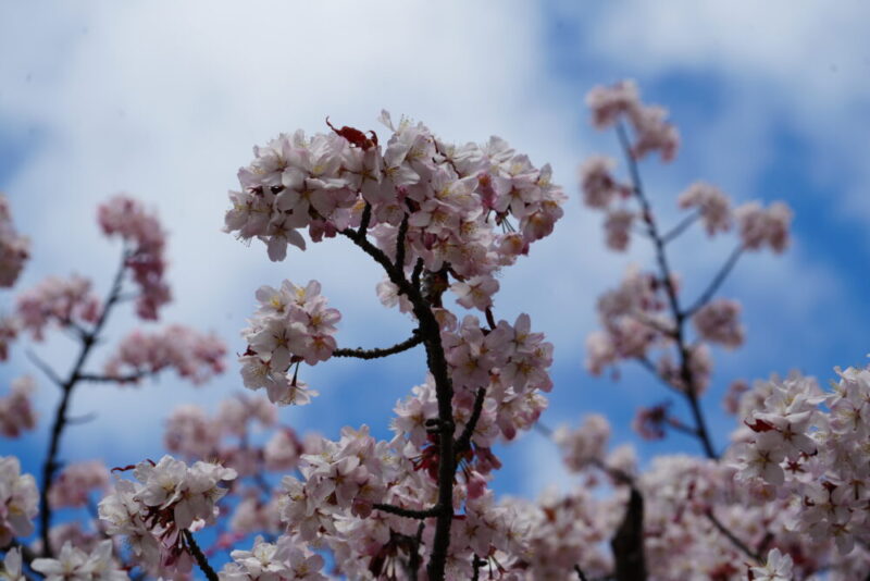 真駒内公園 桜開花状況2026