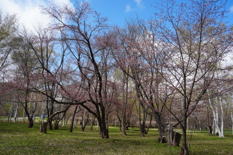 真駒内公園 桜開花状況2026