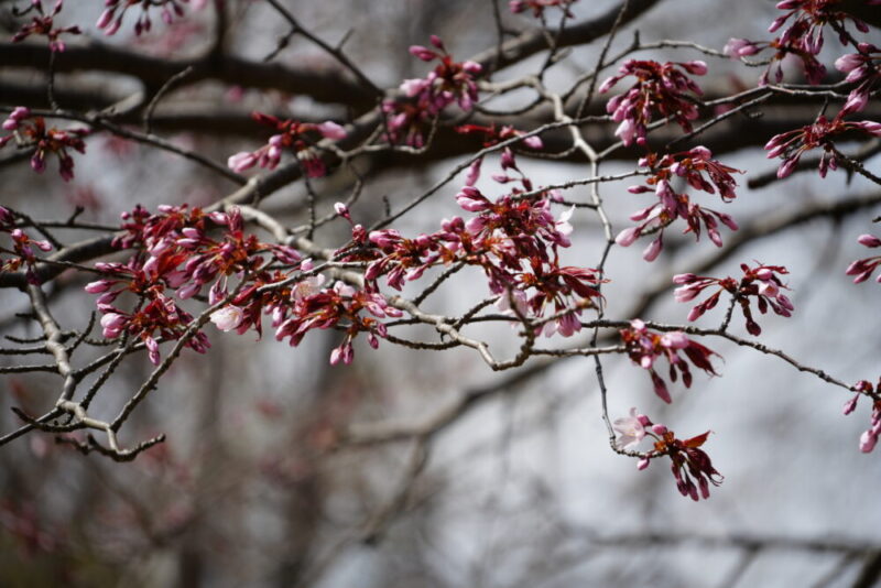真駒内公園 桜開花状況2026