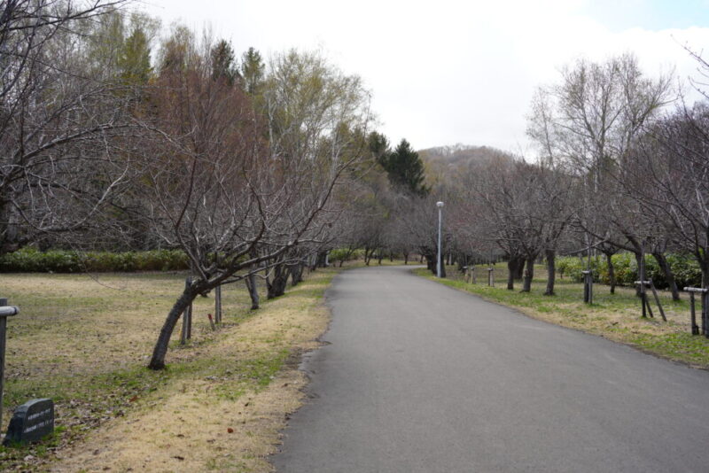 真駒内公園 桜開花状況2026