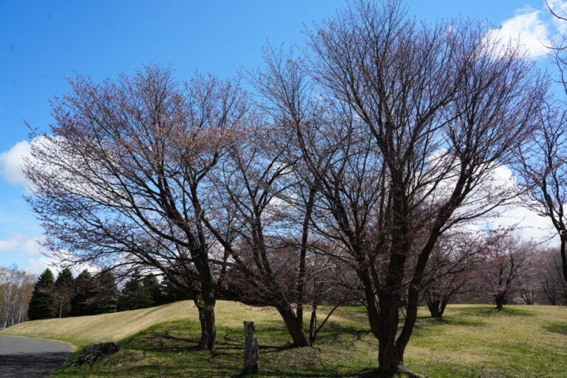 真駒内公園 桜開花状況2026
