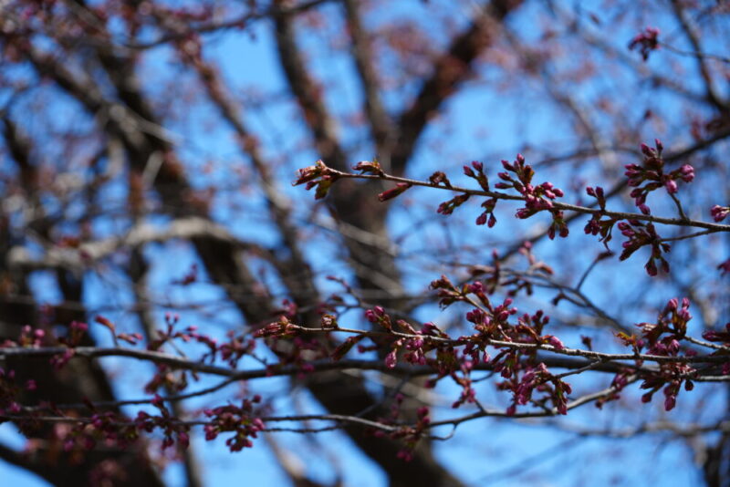 真駒内公園 桜開花状況2026