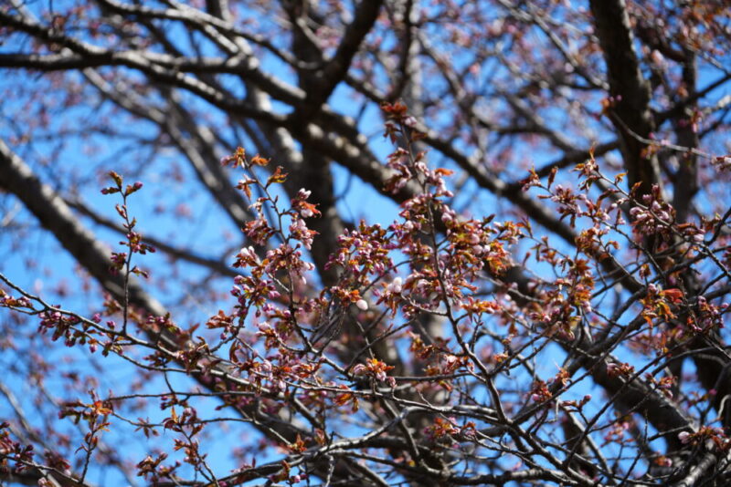 真駒内公園 桜開花状況2026