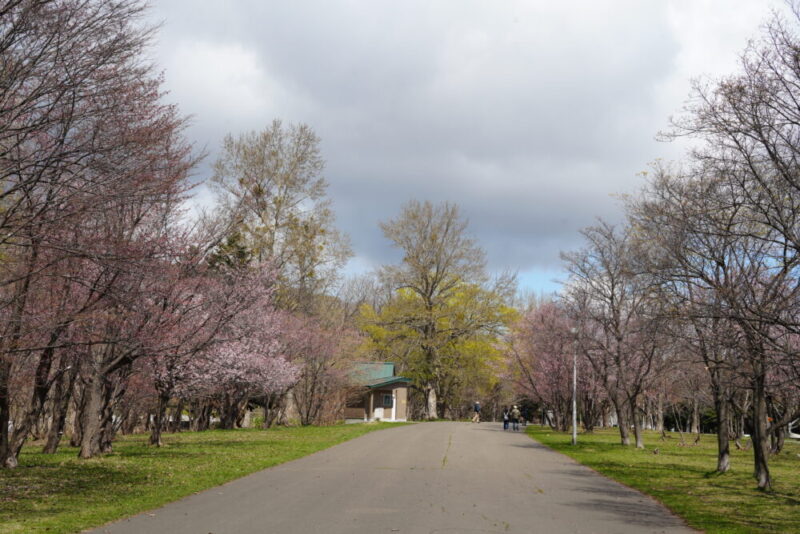 真駒内公園 桜開花状況2026
