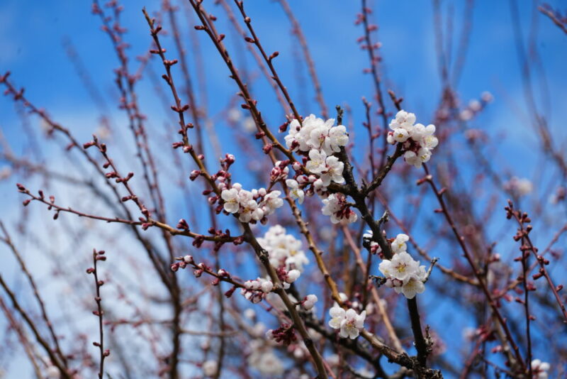 真駒内公園 桜開花状況2026