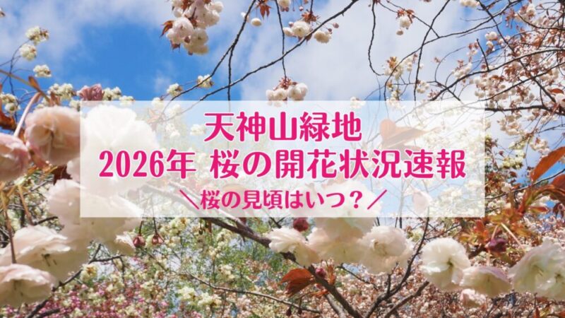 天神山緑地の桜｜見頃はいつ？2026年の開花状況｜札幌の穴場お花見スポット