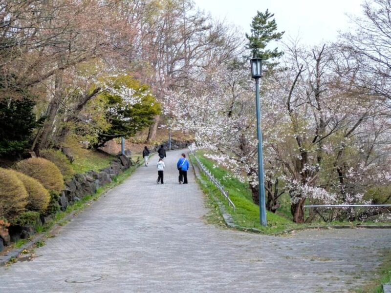 天神山緑地 桜開花状況2026