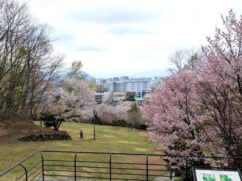 天神山緑地 桜開花状況2026