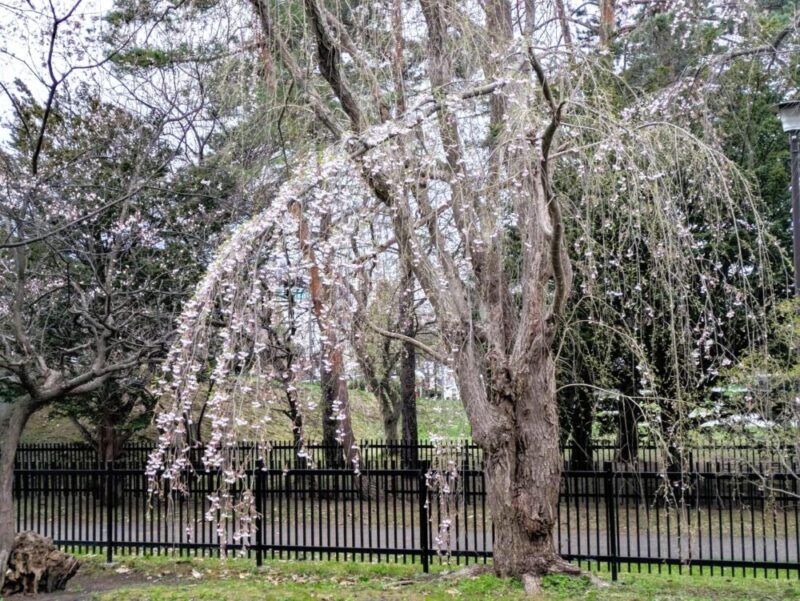 天神山緑地 桜開花状況2026