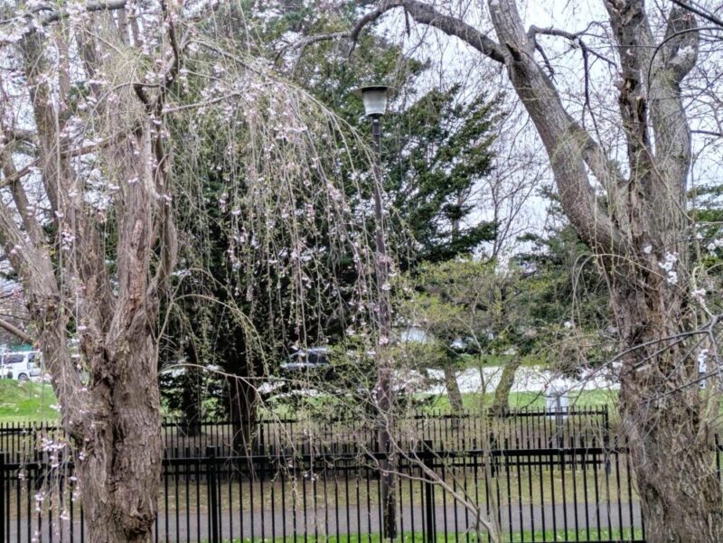 天神山緑地 桜開花状況2026