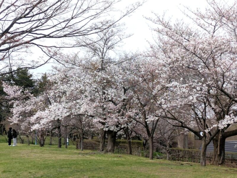 天神山緑地 桜開花状況2026