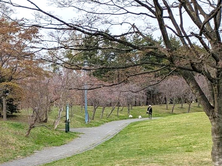 天神山緑地 桜開花状況2026