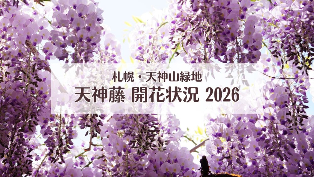 天神藤の開花状況2026｜天神山緑地の藤棚はいつ見頃？最新情報を随時更新