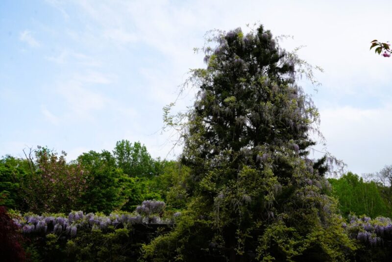 天神藤の開花状況2026｜天神山緑地の藤棚 見頃