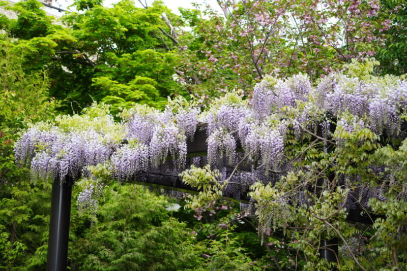 天神藤の開花状況2026｜天神山緑地の藤棚 見頃