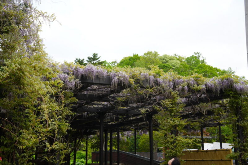 天神藤の開花状況2026｜天神山緑地の藤棚 見頃