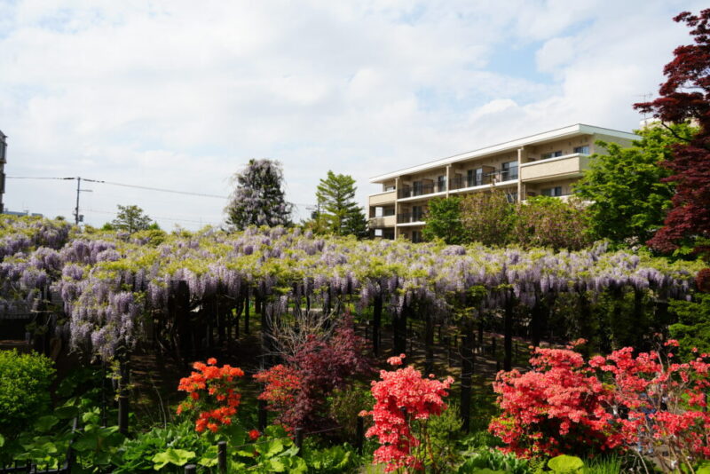 天神藤の開花状況2026｜天神山緑地の藤棚 見頃