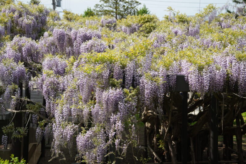 天神藤の開花状況2026｜天神山緑地の藤棚 見頃