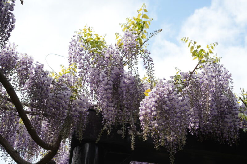 天神藤の開花状況2026｜天神山緑地の藤棚 見頃
