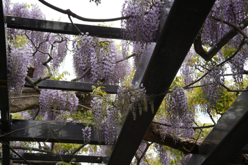 天神藤の開花状況2026｜天神山緑地の藤棚 見頃