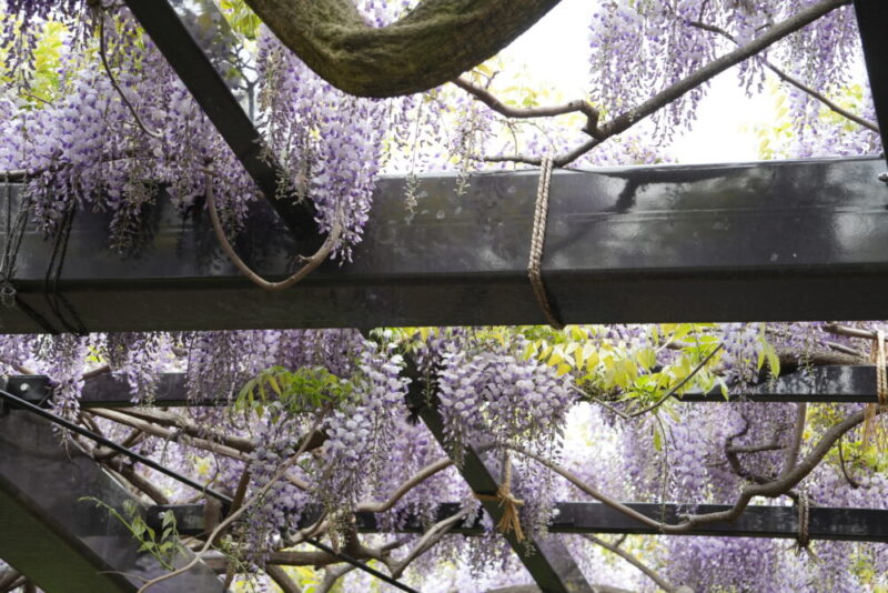 天神藤の開花状況2026｜天神山緑地の藤棚 見頃