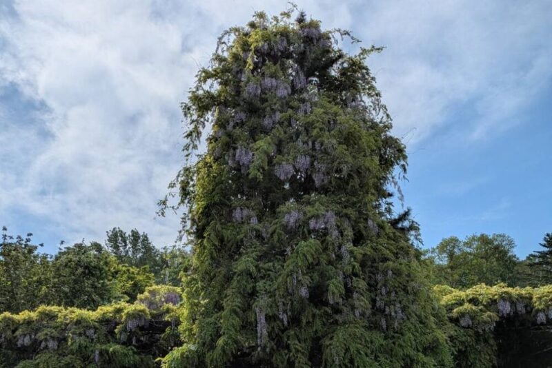 天神藤の開花状況2026｜天神山緑地の藤棚 見頃