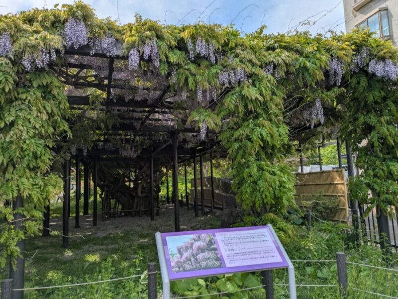 天神藤の開花状況2026｜天神山緑地の藤棚 見頃