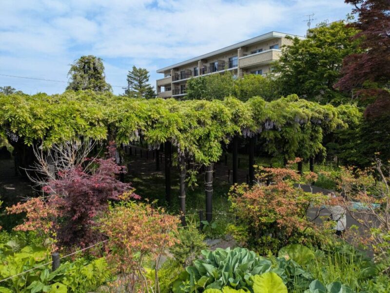 天神藤の開花状況2026｜天神山緑地の藤棚 見頃