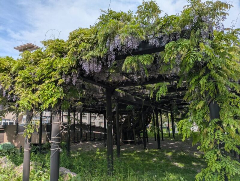 天神藤の開花状況2026｜天神山緑地の藤棚 見頃