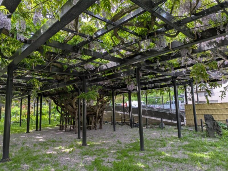 天神藤の開花状況2026｜天神山緑地の藤棚 見頃