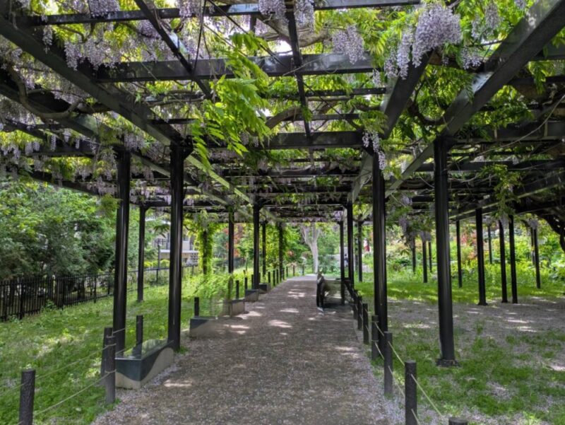 天神藤の開花状況2026｜天神山緑地の藤棚 見頃