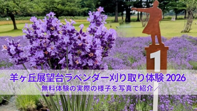 羊ヶ丘展望台ラベンダー2026｜無料刈り取り体験はどんな感じ？見頃や実際の様子を写真で紹介