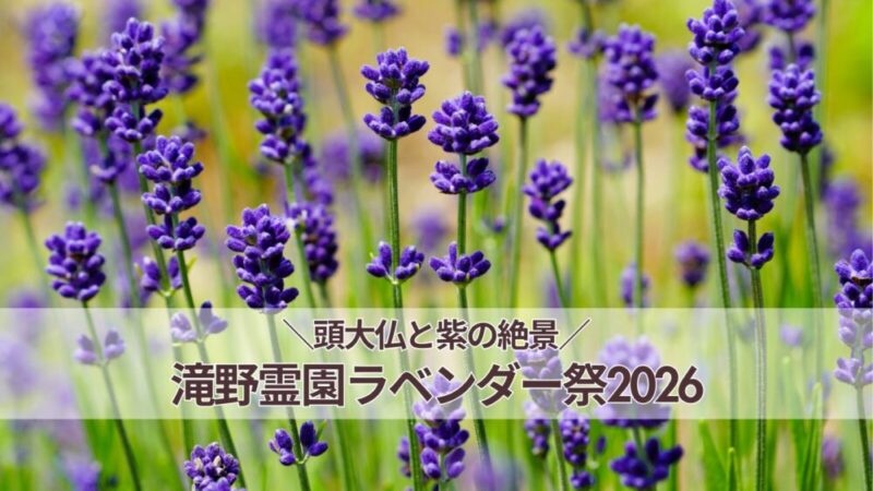 滝野霊園ラベンダー祭2026｜開花状況・見頃・見どころを徹底レポート【頭大仏と絶景】