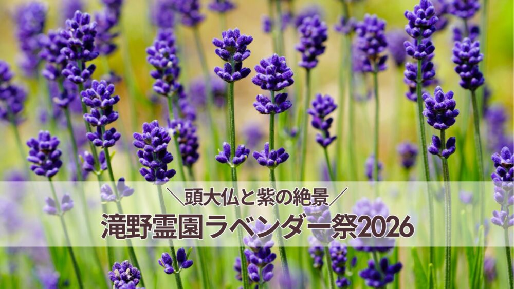 滝野霊園ラベンダー祭2026｜開花状況・見頃・見どころを徹底レポート