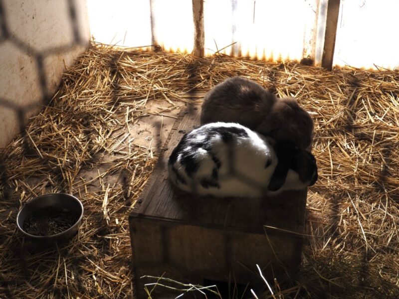 ハイジ牧場のウサギ